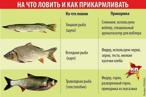 На что клюет рыба в октябре
