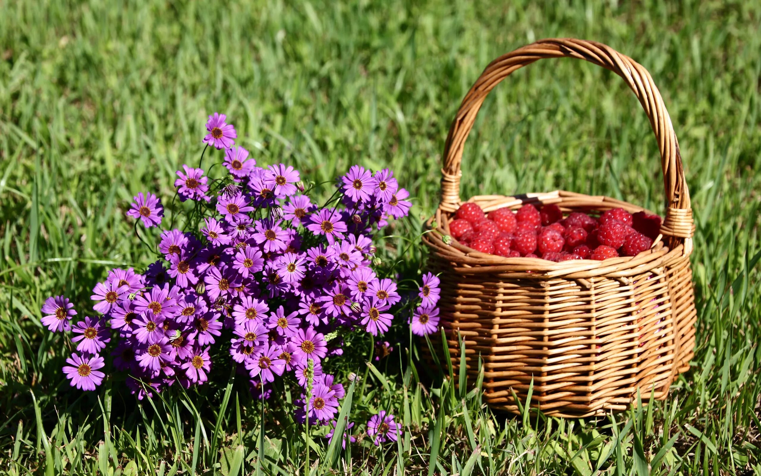 Лето июль. Июль липень. Красивое поле. Трава и солнце. Цветы на лугу.