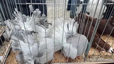 Выставки голубей в 2024 году в воронеже