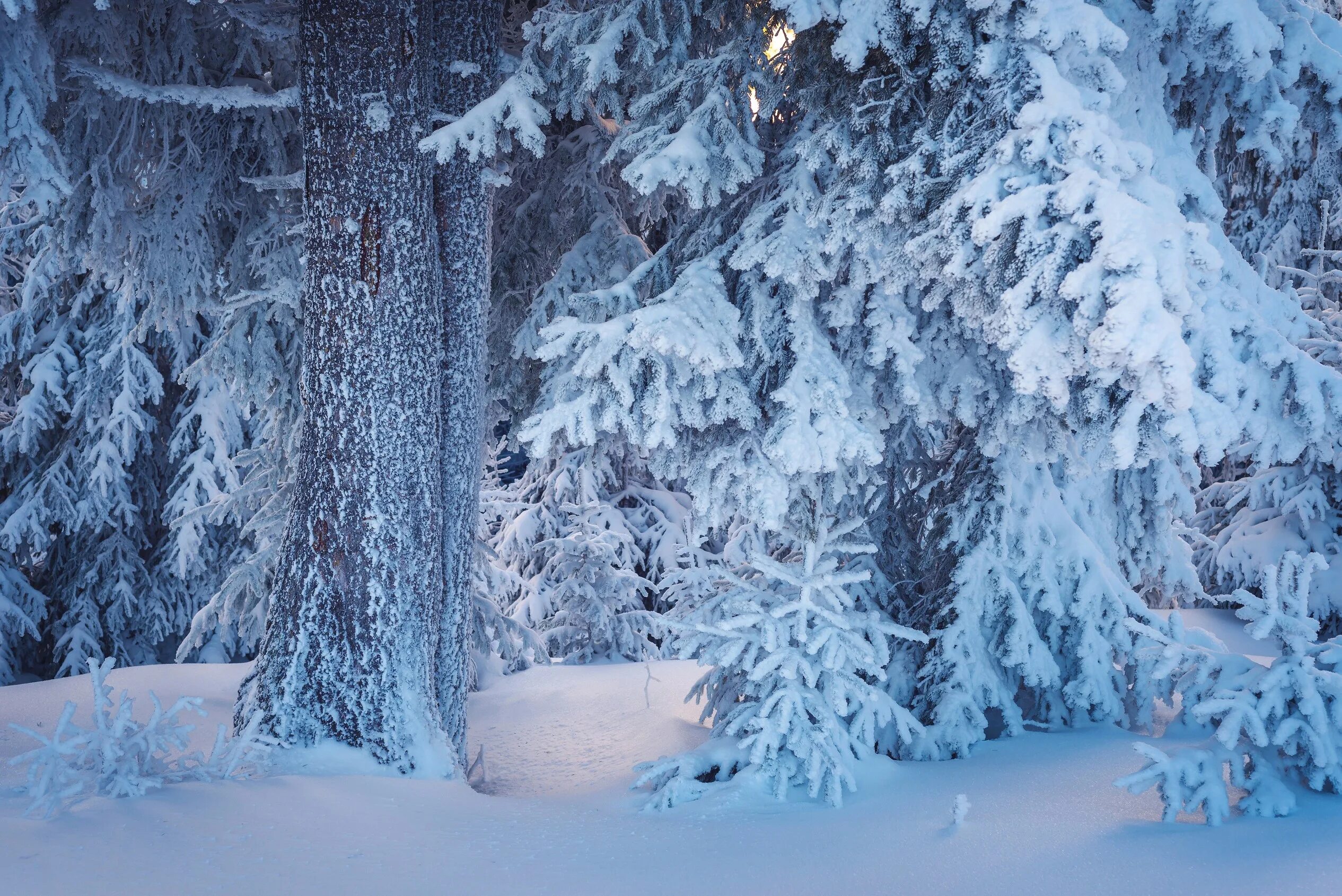Снежные картинки. Зимний лес. Сказочный зимний лес. Зимой в лесу. Сказочная зима.