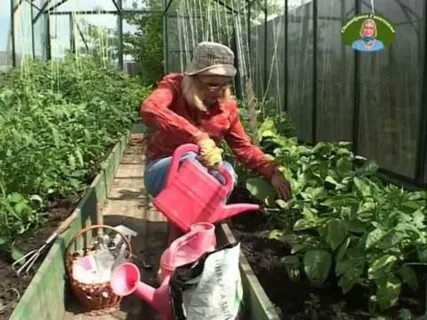 Ганичкина огороды