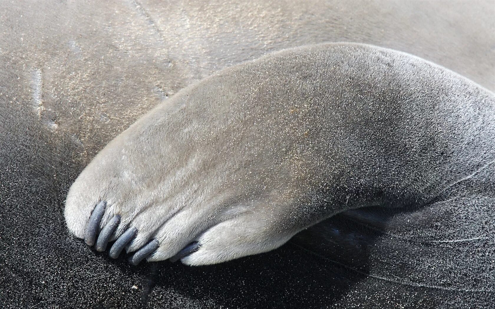 Морской котик лапы. Морж хвост. Старый морж. Тихоокеанский морж (odobenus rosmarus divergens). Лапы ластоногих.