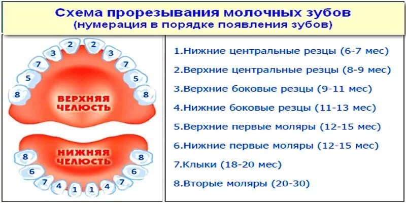 1 5 года зубы температура. Порядок прорезывания зубов. порядок прорезывания молочных зубов. схема прорезывания зубов. зубы у детей порядок прорезывания.