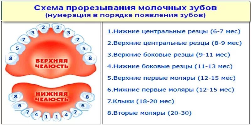 Порядок прорезывания зубов. Схема прорезывания зубов у детей. Порядок появления зубов у детей.