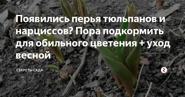 Подкормить тюльпаны весной. Чем удобрять тюльпаны весной для пышного цветения. Подкормка тюльпанов после цветения.