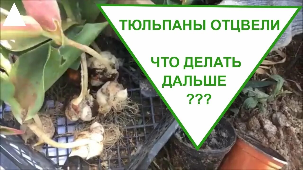Что делать после того как отцвел тюльпан. Что делать с отцветшими тюльпанами. тюльпаны отцвели что делать дальше. тюльпаны отцвели что дальше. тюльпаны после цветения что делать дальше.
