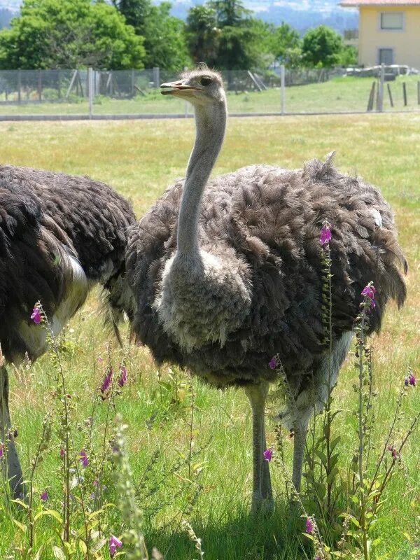 Страус. Самая большая птица. Птица страус. Самый крупный страус