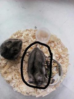 Почему токены хомяка не приходят на кошелек