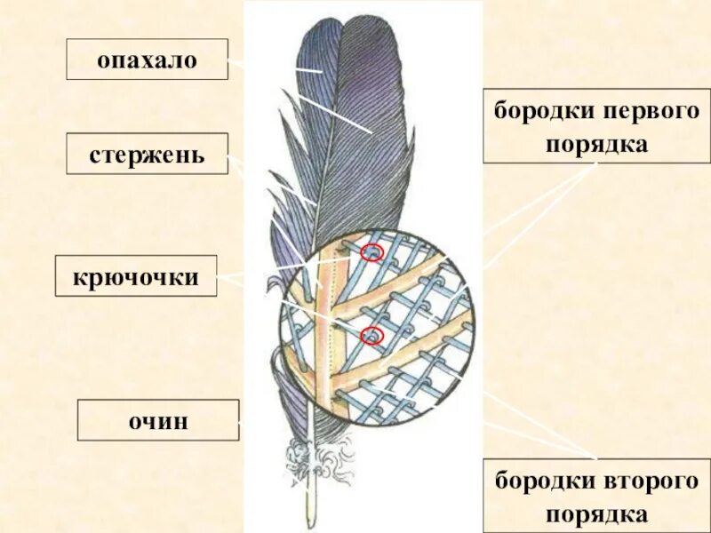 Бородки первого порядка