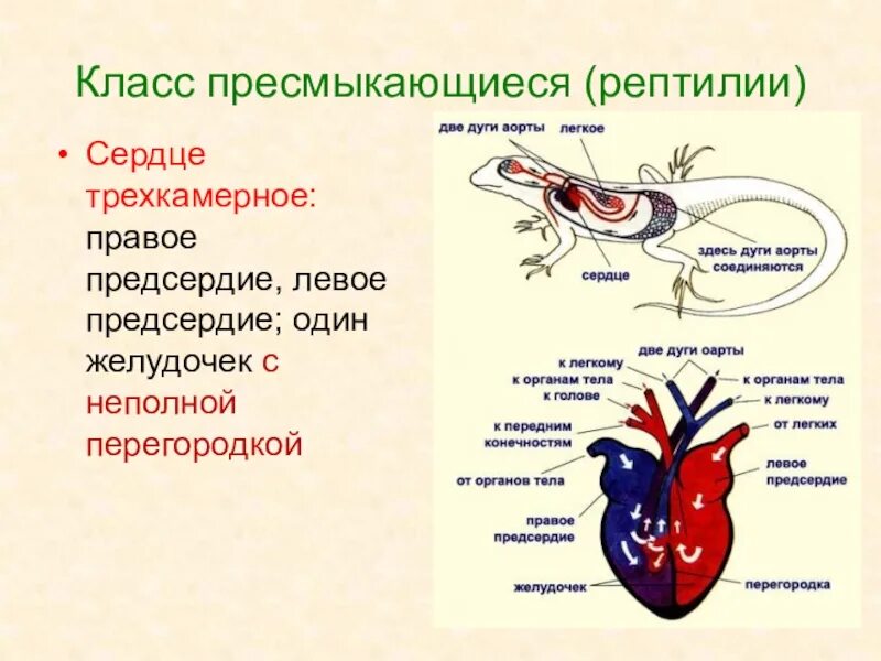 Пресмыкающиеся строение сердца. Кровеносная система система пресмыкающихся. Особенности строения сердца у пресмыкающихся. Кровеносная система земноводных перегородка. У какого животного трехкамерное