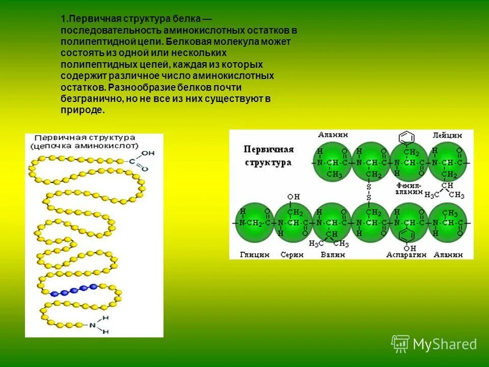 Первичная структура белка аминокислоты. Шаг альфа спирали белка. Число аминокислотных остатков. Число аминокислотных остатков. Белок организма человека состоит из 10 и 10 аминокислот.