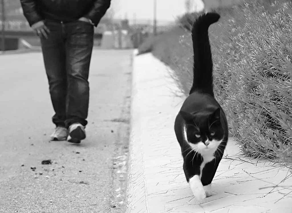 Он шел посередине. Кот идет. Черно белый кот идет. Кот идет вперед. Кошка идет по дороге.