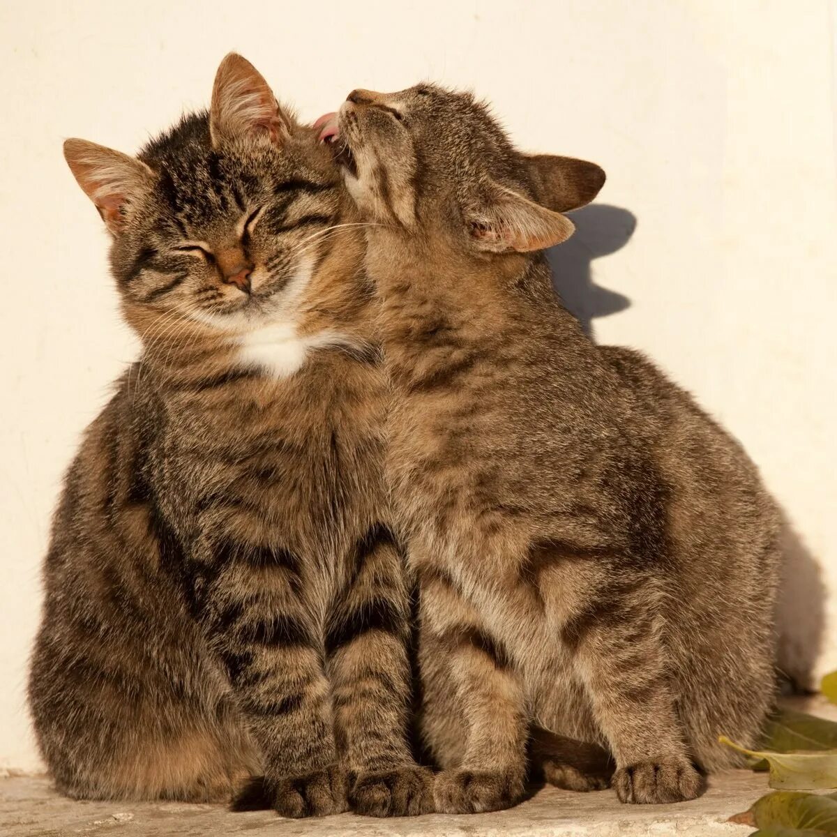 Влюбленные кошки. Коты любовь. Кошки обнимашки. Котики обнимаются. Обожаю с двумя