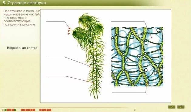 Водоносные клетки в листьях имеет. Строение листа мха сфагнума. Водоносные клетки сфагнума. Мох сфагнум строение рисунок. Мох сфагнум водоносные клетки.