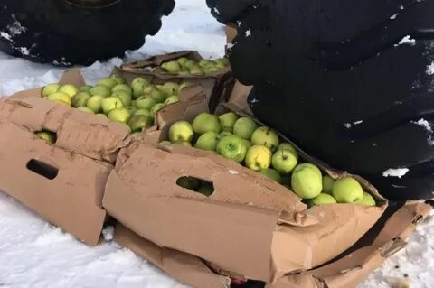 Из 12 свежих яблок