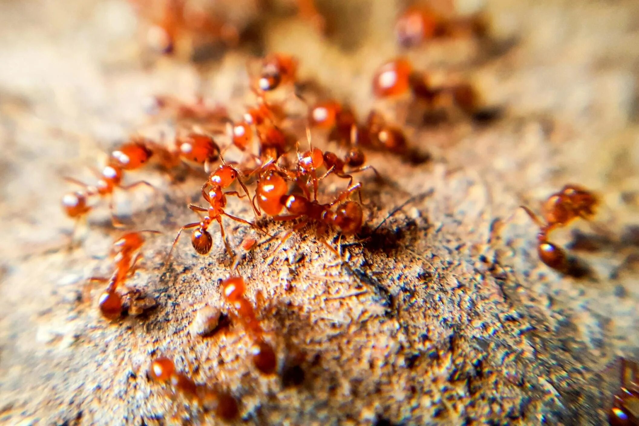 Муравей camponotus gigas. Феидоле мегацефала. Solenopsis invicta. Яйцо листорезов муравьев. Муравьи много.