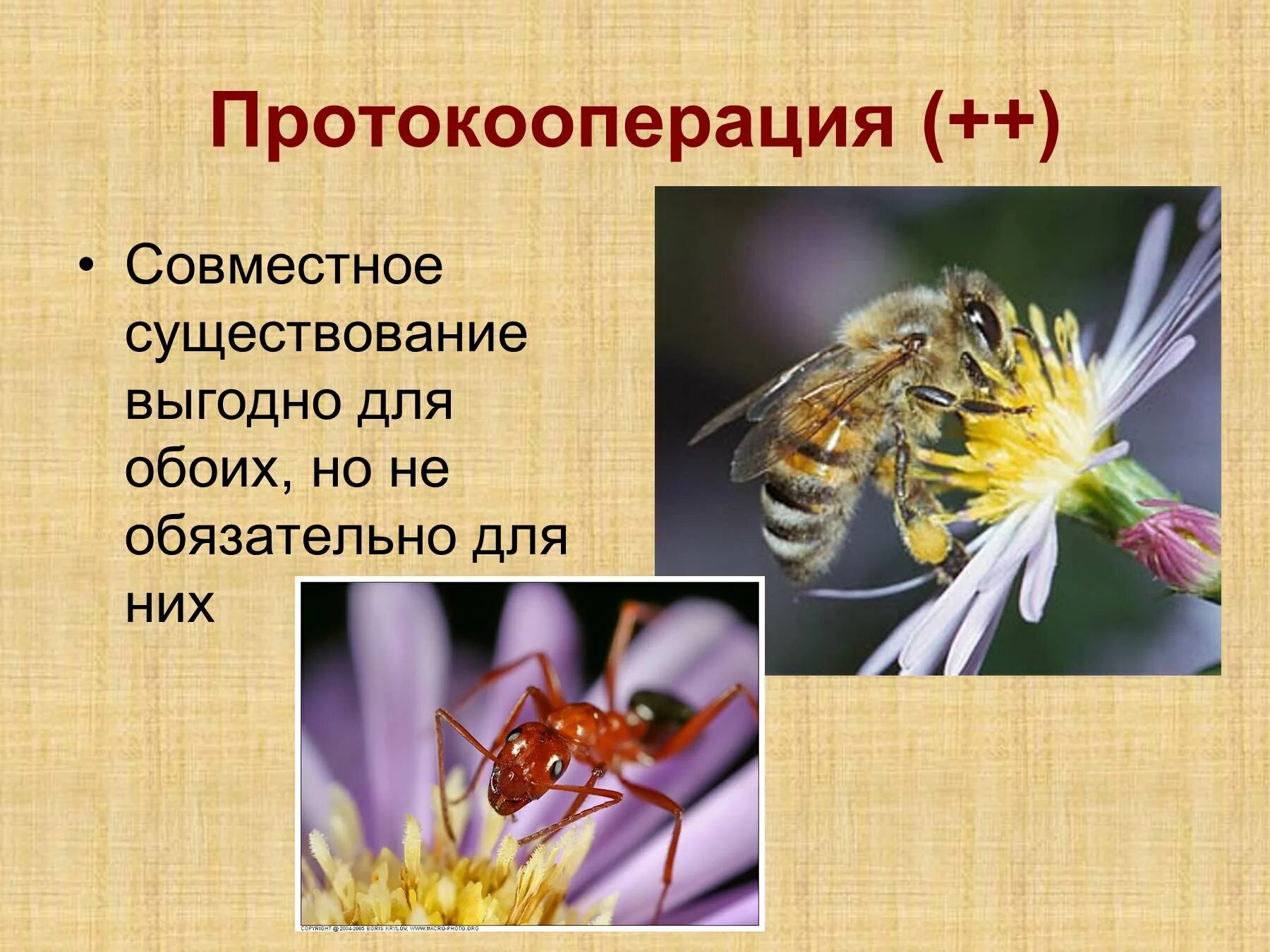 Симбиоз мутуализм протокооперация. Протокооперация это в экологии. Протокооперация презентация. Протокооперация примеры.