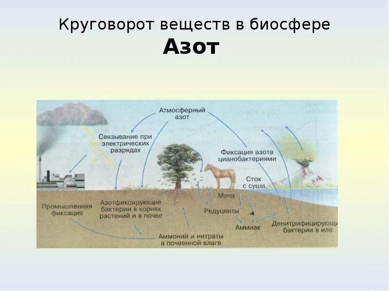 Круговорот азота в биосфере схема. Схема круговорота веществ биология. Круговорот живых организмов в биосфере. Круговорот азота в биосфере.