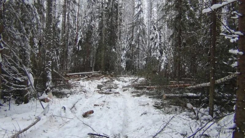 Васильево бабушкинского. Демьяново Вологодская область Бабушкинский район. Д Подболотье Бабушкинский район Вологодская область деревня. Васильево Вологодская область Бабушкинский район. Лесничии Бабушкинского района Вологодской.