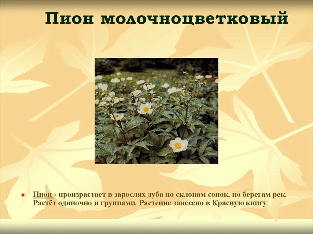 Вымирающие виды растений. Вымершие растения. Редкие и исчезающие виды растений. Редкие и исчезающие растения. Исчезнувшие растения по вине человека.