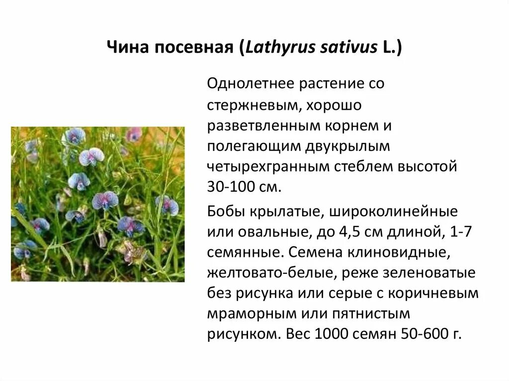 Как выглядит растение чина Горошек душистый многолетний / Чина (горошек душистый) / Однолетники / Энциклопе