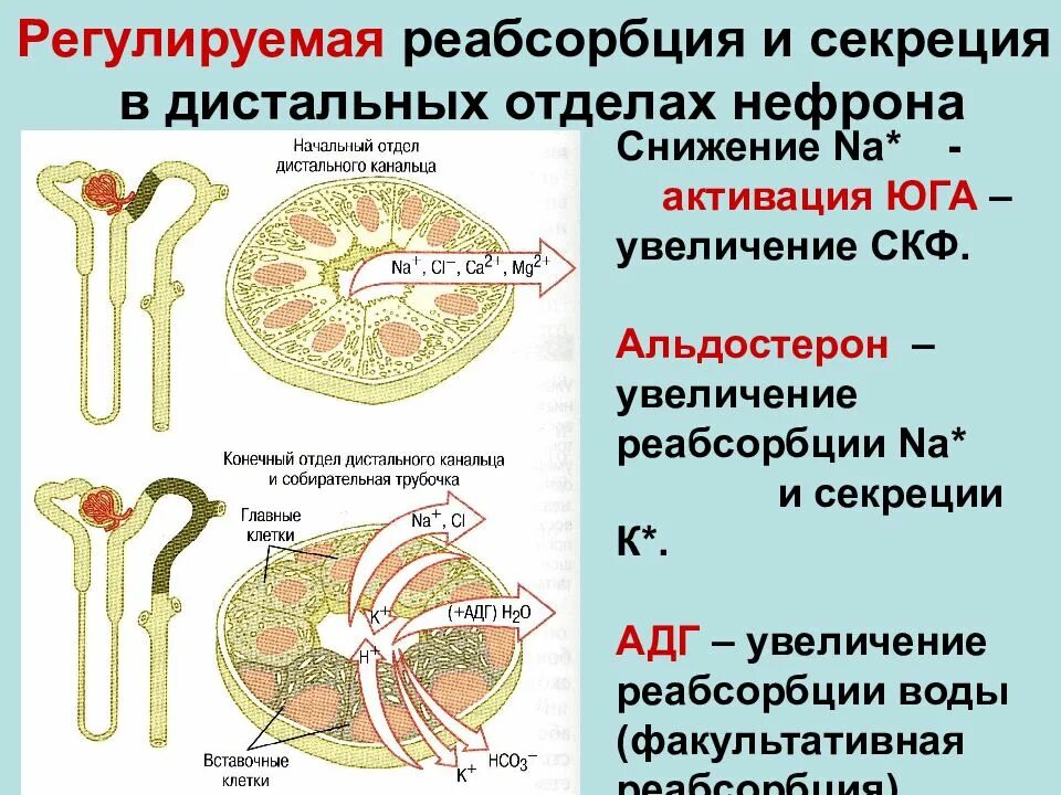 Отделы нефрона почки физиология. Строение нефрона механизм мочеобразования. Строение нефрона почки реабсорбция. Процессы в нефроне почки. Клетки нефронов почек