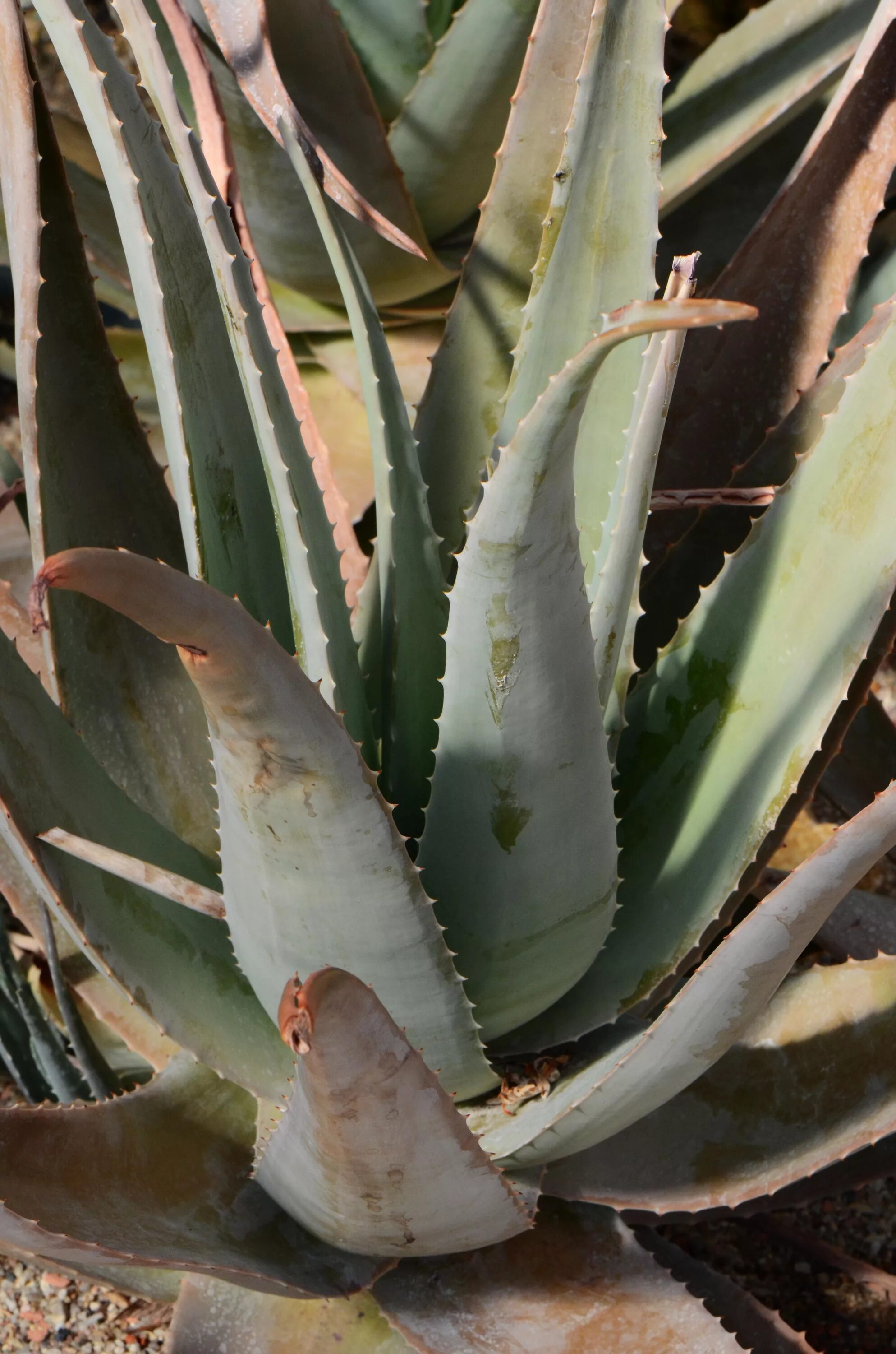 Алоэ петергофе. Алоэ элеганс. Алоэ петергофе. Aloe broomii. Алоэ петергофе.
