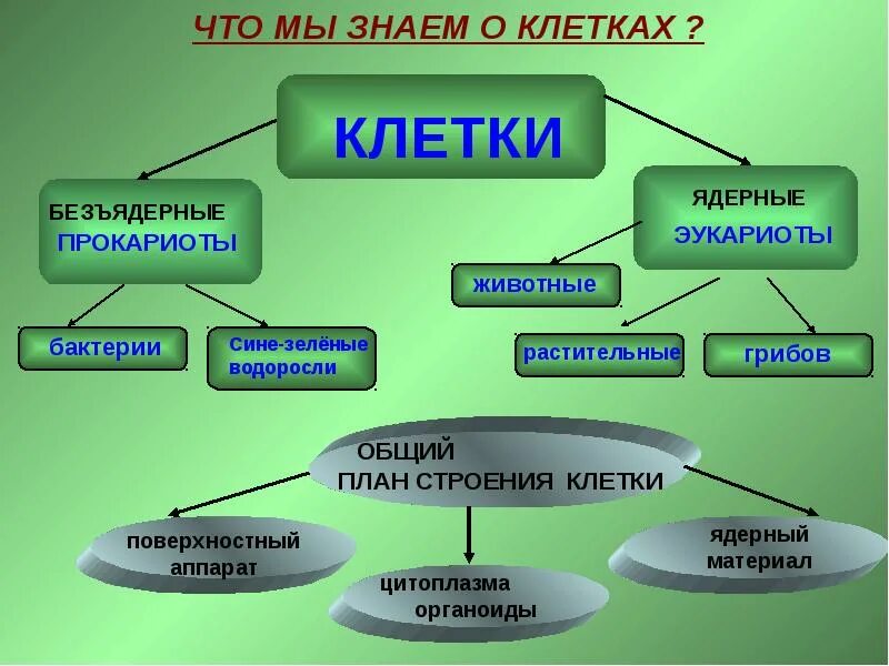 Как называются безъядерные клетки. Ядерные и безъядерные организмы. кластер по биологии клетка. кластер строение клетки. прокариотические – безъядерные клетки.