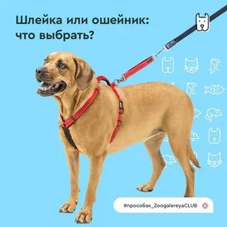Что лучше для щенка шлейка или ошейник