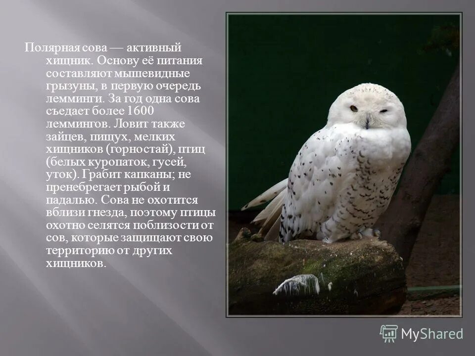 Полярная сова доклад. Полярная сова описание. Сообщение о полярной сове 4 класс. Доклад про северную сову. Полярная сова сообщение 4.