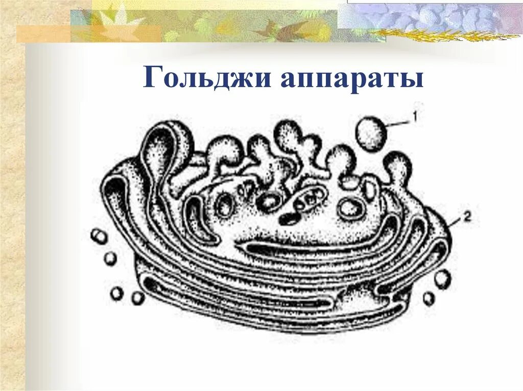 Комплекс аппарат Гольджи. Аппарат Гольджи строение ЕГЭ. Аппарат Гольджи 1900.