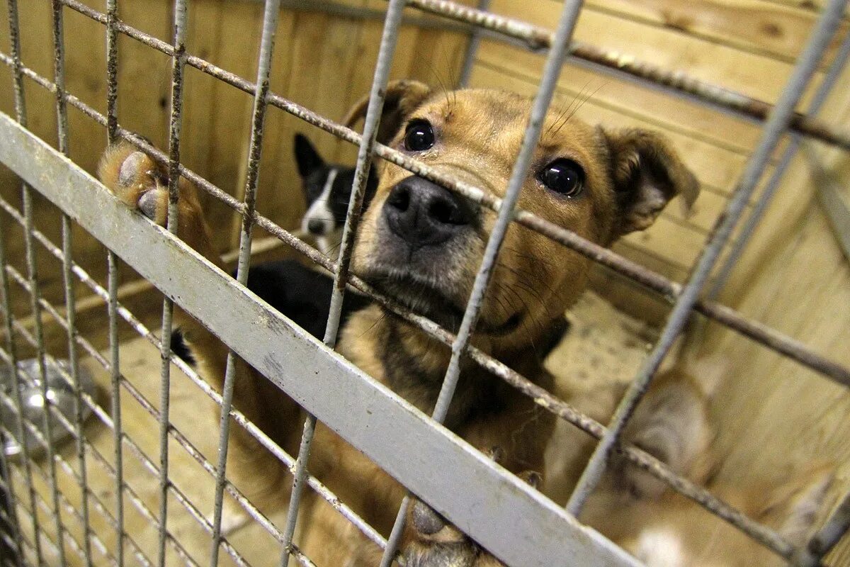 Безнадзорное содержание животных. Отлов безнадзорных животных. Бездомные собаки. Собачий приют в россии. Собачий приют в курске.