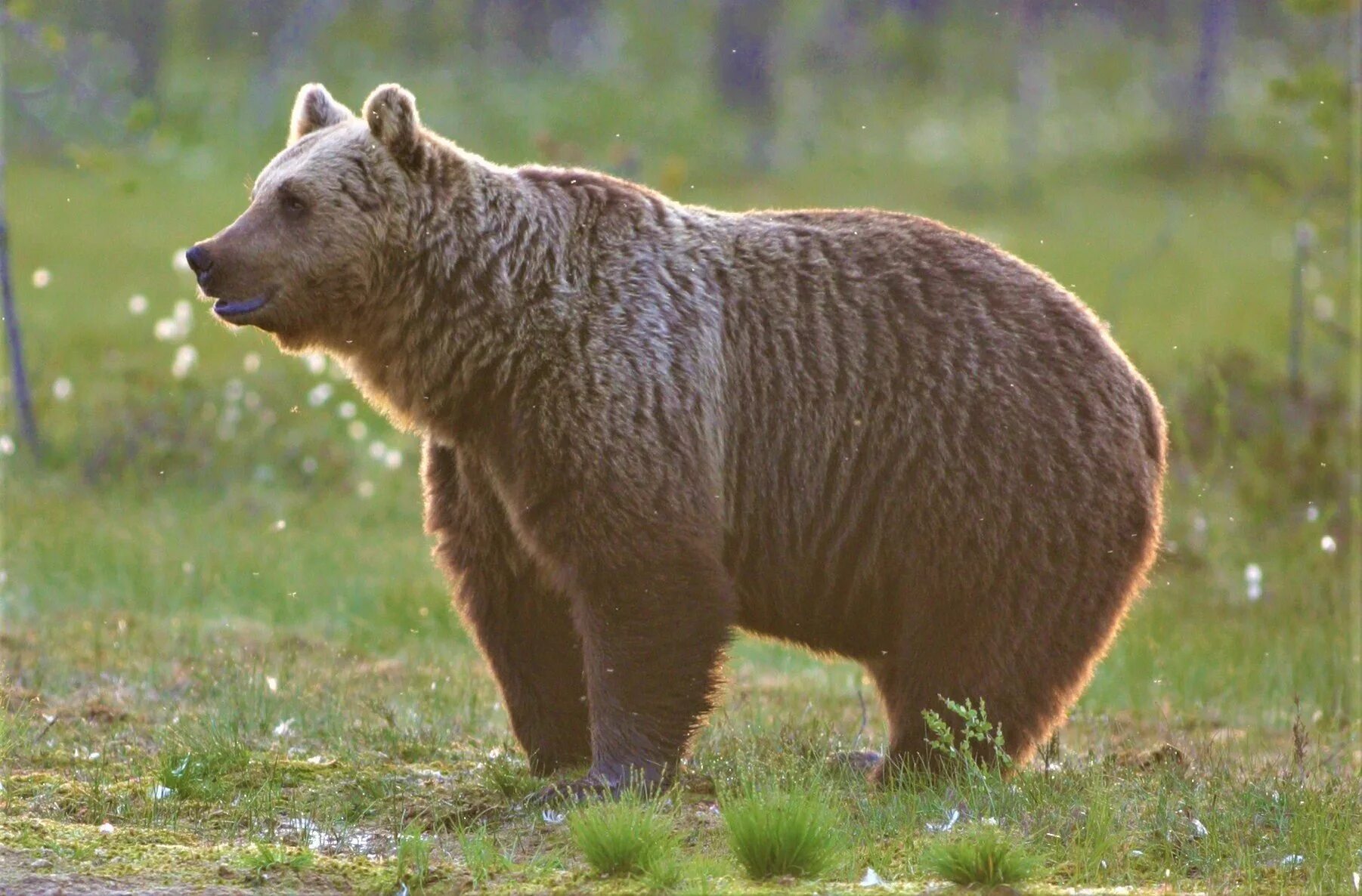Животные финляндии. Национальный парк Паанаярви медведь. Бурый медведь в Финляндии. Бурый медведь в тайге. Животный мир тайги бурый медведь.
