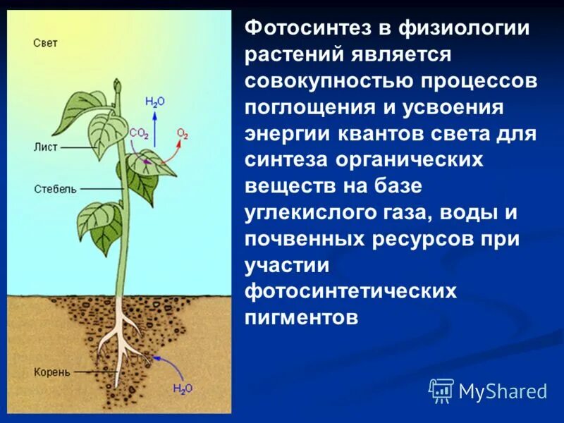 растения синтезируют органические вещества из углекислого газа