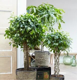 Фикус бенджамина какой горшок