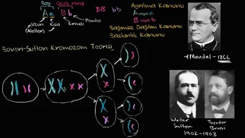 Генетика низших