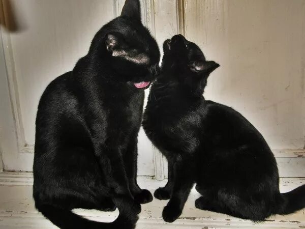 Той 2 черные. Две черные кошки. два кота. черный кот и кошка.