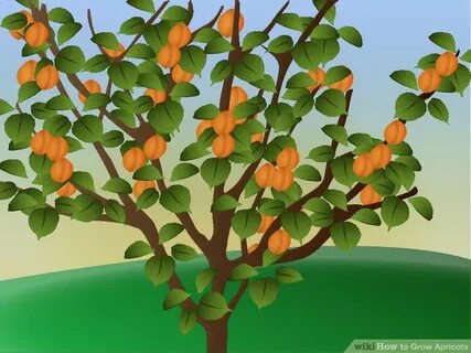 Как сделать абрикос