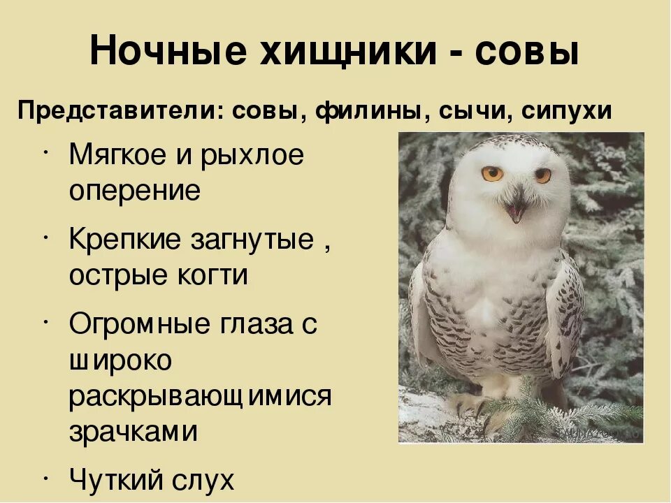 Сова приспособление к среде. Совы представители. Приспособления ночных хищных птиц. Отряд Совы представители.