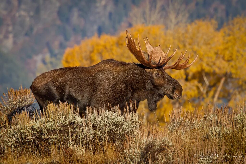 Лоси в америке. Американский Лось. Американский Лось Северной Америки. Лось в лесостепи. Североамериканский Лось.