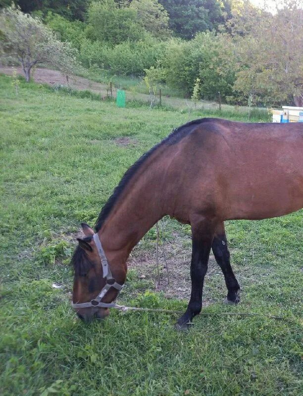 конь который удрал. конь скачет. конь который удрал. ужице kingdom come. лошадь бежит.