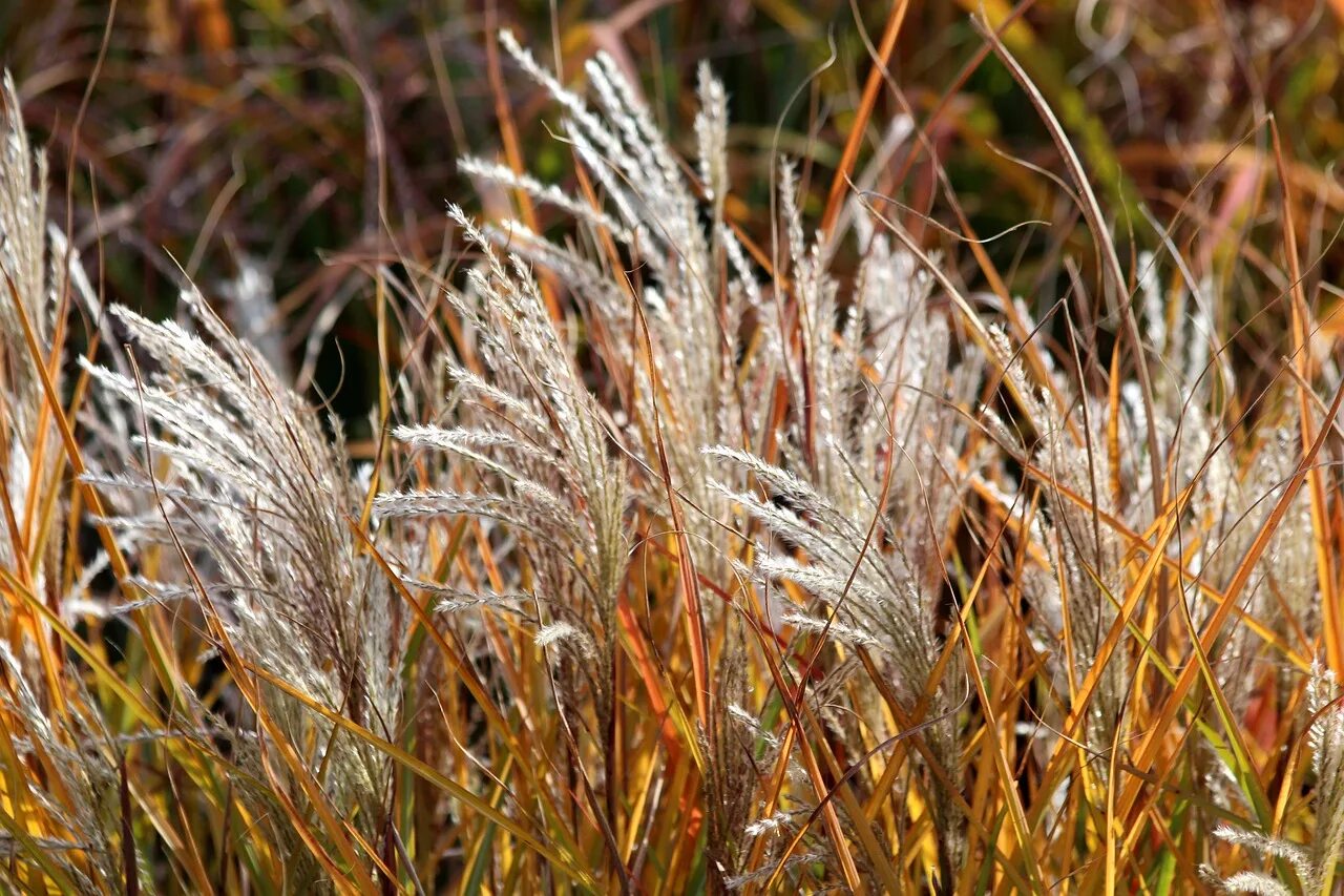 Сухая картинка. Осенняя трава. Сухая трава. Сухая растительность. Сухая осенняя трава.
