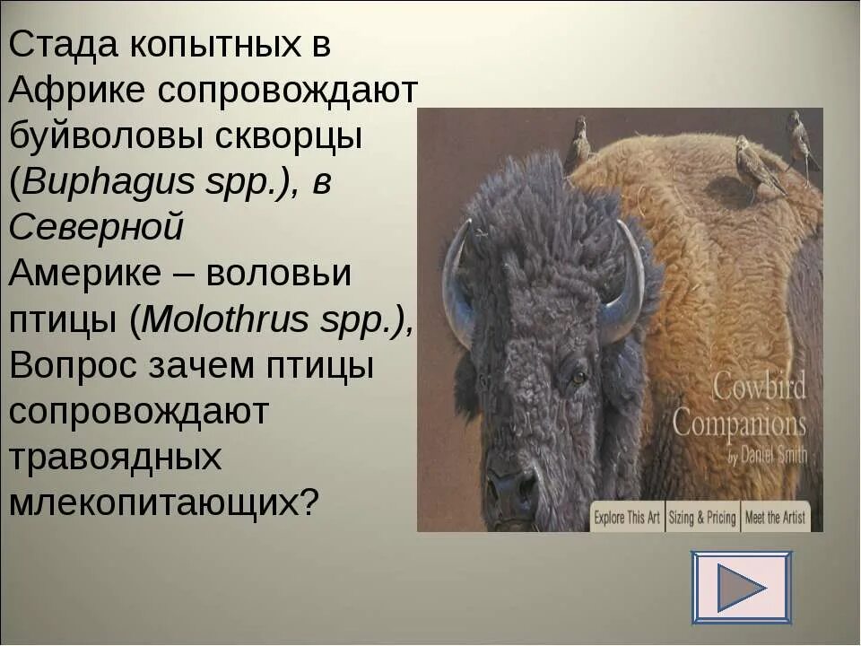 Носорог и воловья птица тип взаимоотношений. Птицы и копытные тип взаимоотношений. копытные и воловьи птицы тип взаимоотношений. носорог и воловьи птицы тип отношений. африканские копытные и воловьи птицы.