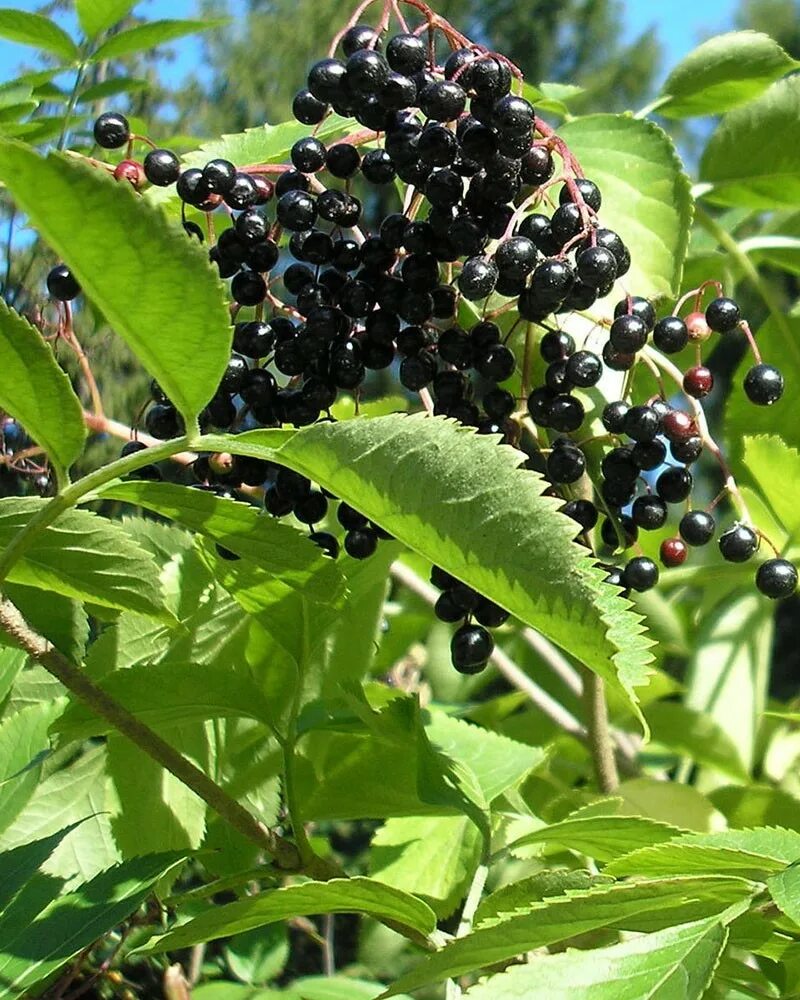 Амурский бархат ягода и их применение. Амурский бархат ягоды. бархат дальневосточный ягода. бархат амурский фармакогнозия. элеутерококк ягоды.