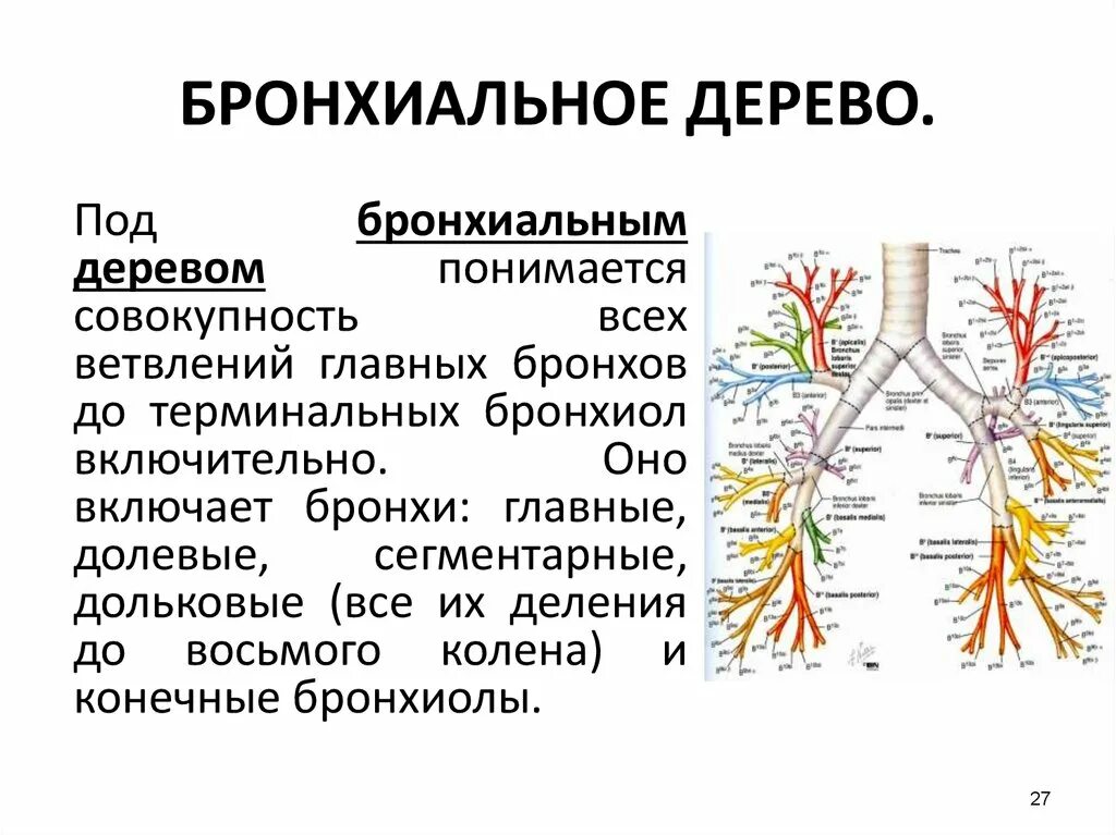 Бронхиальное дерево легких. Бронхиолы и бронхиальное дерево. Трахея бронхи бронхиальное дерево. Бронхиальное дерево строение и функции. Дыхательная система бронхиальное дерево.