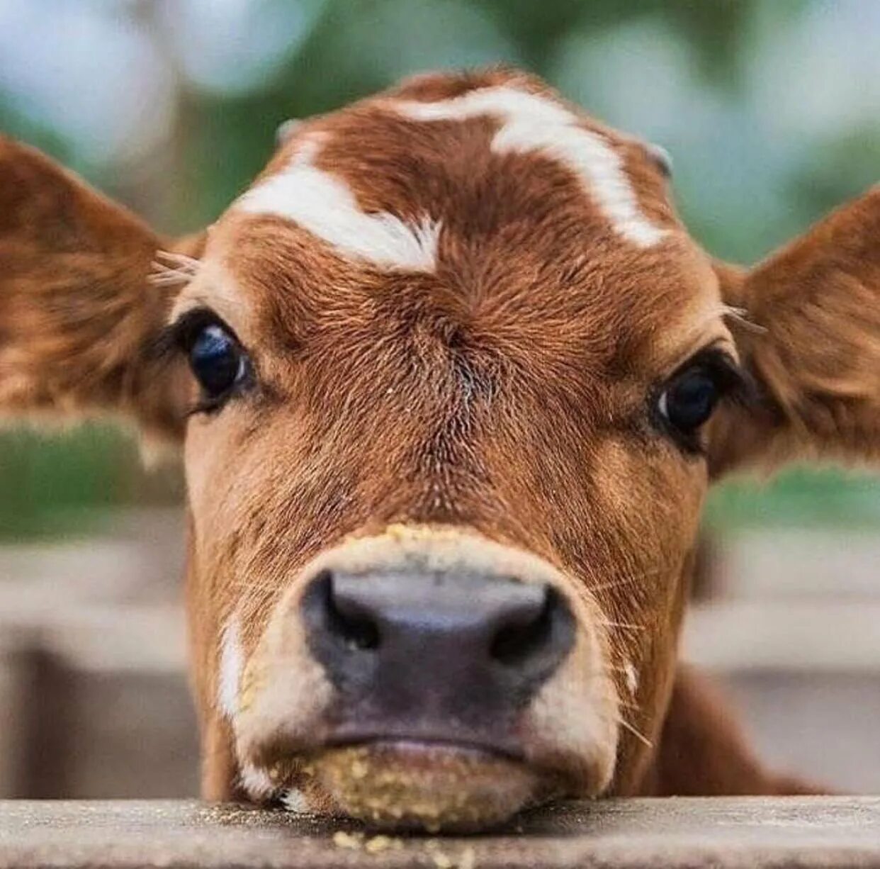 Глаза коровки. Красивая корова. Грустная корова. Милые коровы. Милая корова.