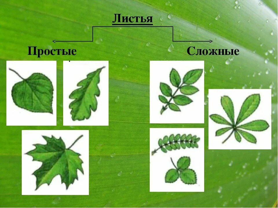 Простые и сложные листья. Строение сложных листьев. Строение листа простые и сложные листья. Сложные и простые листья биология. Картинка простого листа