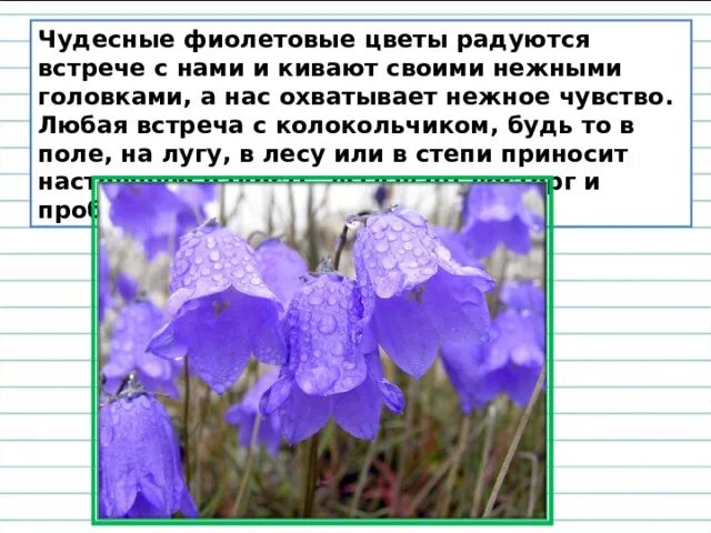 Колокольчик доклад для 3 класса. Описание колокольчика 3 класс. Текст описание про колокольчик. Текст описание растения колокольчик