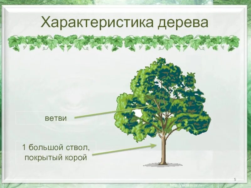 Дерево окружающий. Характеристика дерева. Дерево для презентации. Характеристика группы деревья. Особенности деревьев.