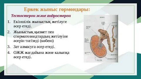 Жыныс мүшелеріндегі сперматозоидтардың фотосы